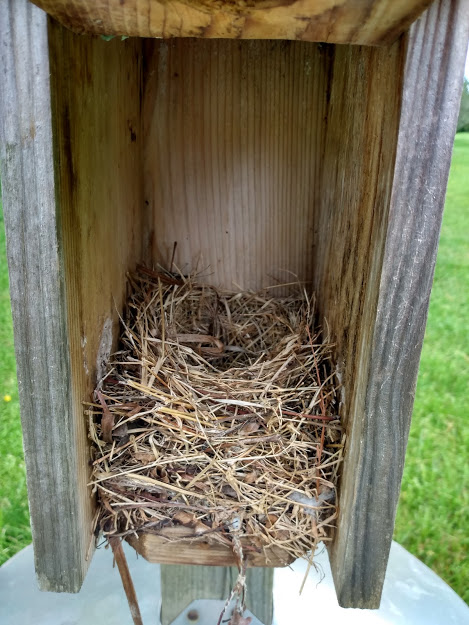 Bluebird Box Interior with nest