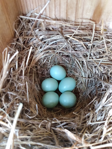 Unhatched Bluebird Eggs
